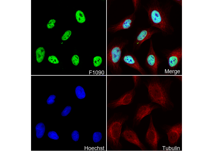 Acetyl-Histone H4 (Lys5) Antibody