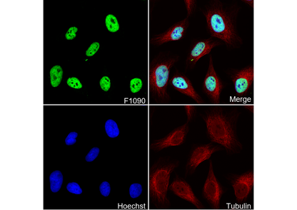 Acetyl-Histone H4 (Lys5) Antibody