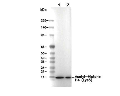 Acetyl-Histone H4 (Lys5) Antibody