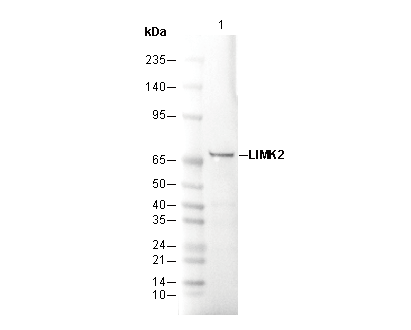 LIMK2 Antibody