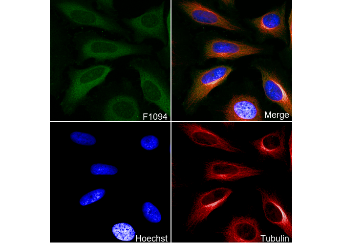 Phospho-MEK1 (Ser298) Antibody