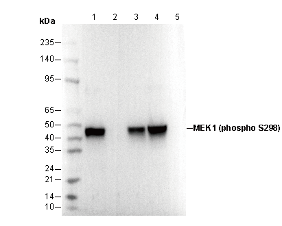 Phospho-MEK1 (Ser298) Antibody