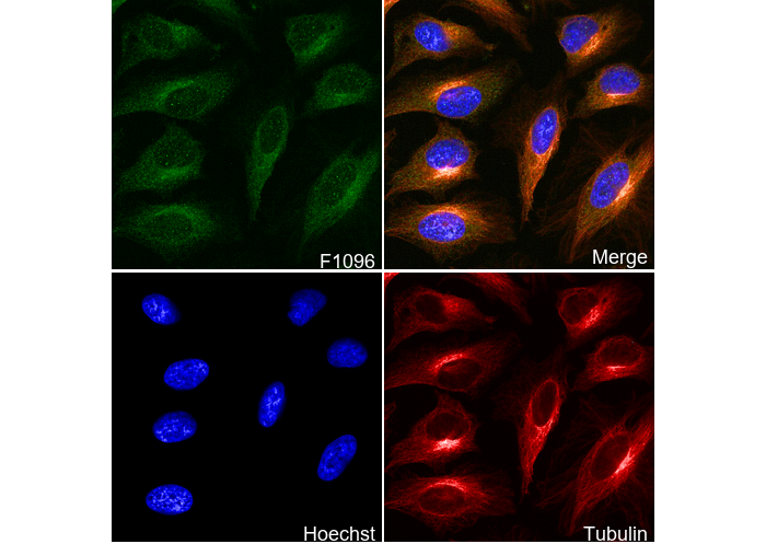 MEKK3 Antibody