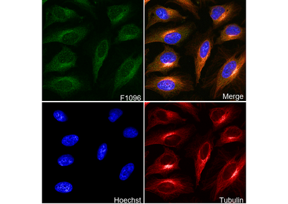 MEKK3 Antibody