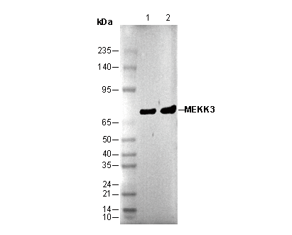 MEKK3 Antibody