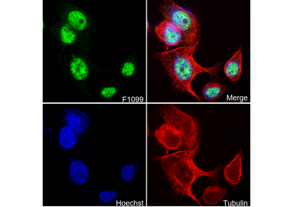 NRF1 Antibody