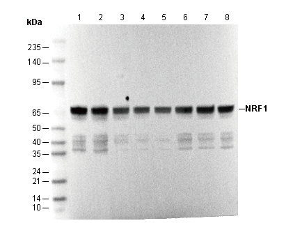 NRF1 Antibody