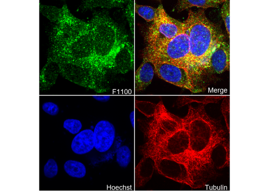 Neuropilin 1 Antibody