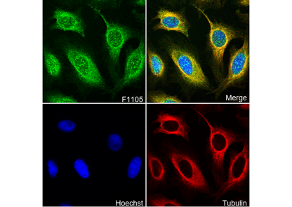 PSMD14 Antibody