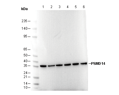 PSMD14 Antibody