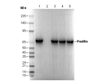 Paxillin Antibody