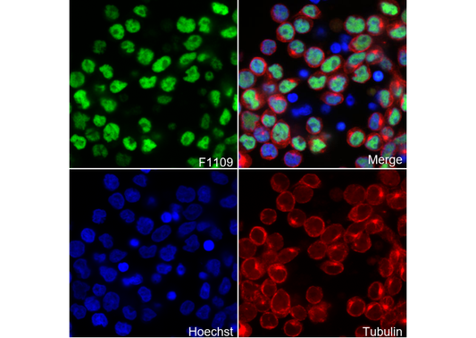 RUNX3 Antibody