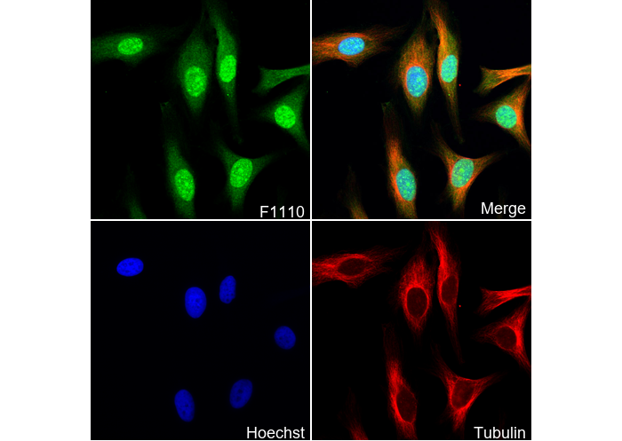 Rad51 Antibody