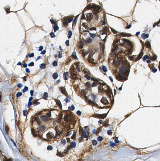 Rad51 Antibody