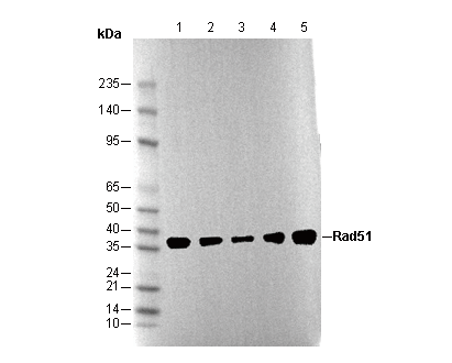 Rad51 Antibody