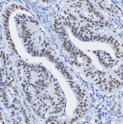 SOX9 Antibody