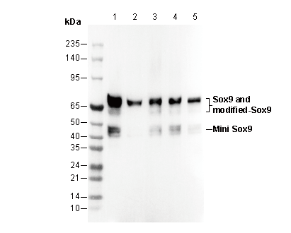 SOX9 Antibody