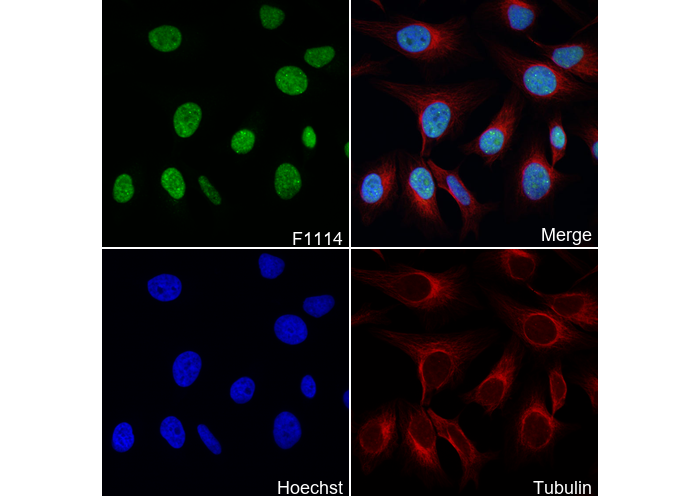 Sumo 1 Antibody