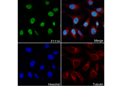 Sumo 1 Antibody