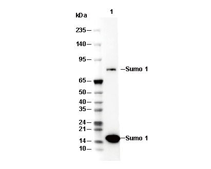 Sumo 1 Antibody