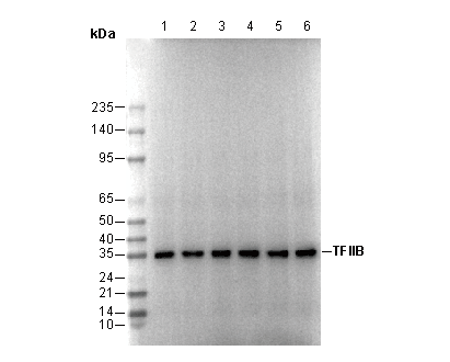 TFIIB Antibody