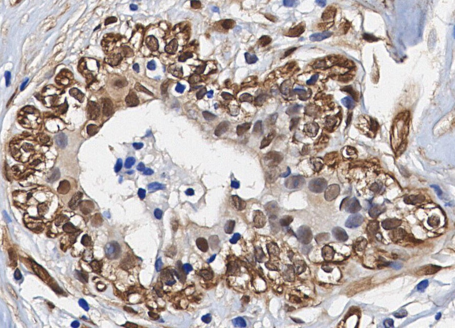 TRAF6 Antibody