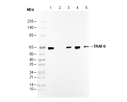 TRAF6 Antibody