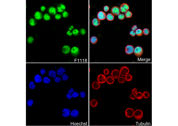 UBE2I / UBC9 Antibody
