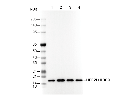 UBE2I / UBC9 Antibody