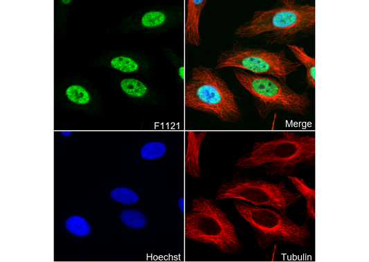 ATF3 Antibody