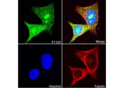 CBS Antibody