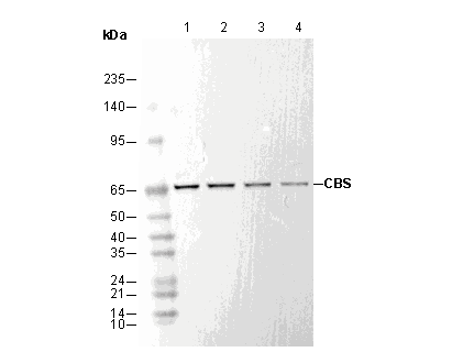 CBS Antibody