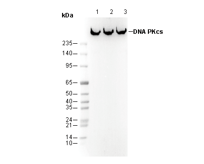 DNA PKcs Antibody