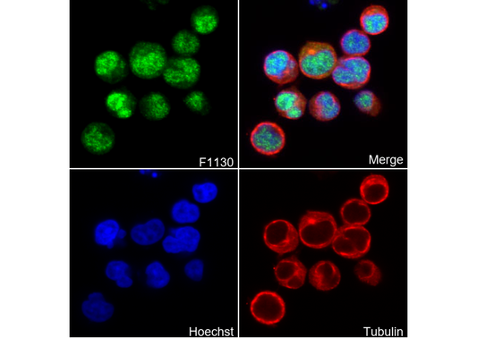 FKBP51 Antibody