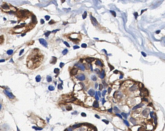 FKBP51 Antibody
