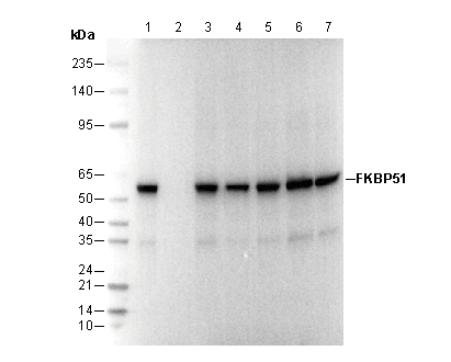 FKBP51 Antibody