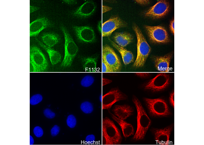 Hsp90 β Antibody