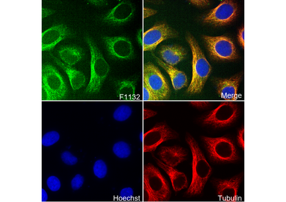 Hsp90 β Antibody