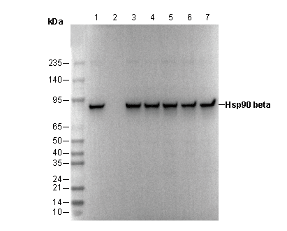 Hsp90 β Antibody