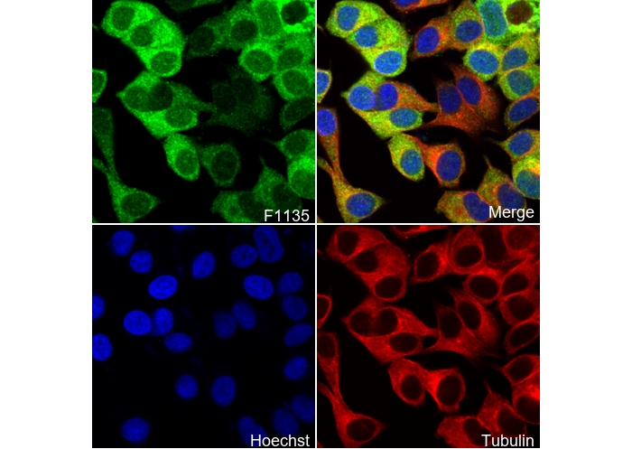 NQO1 Antibody