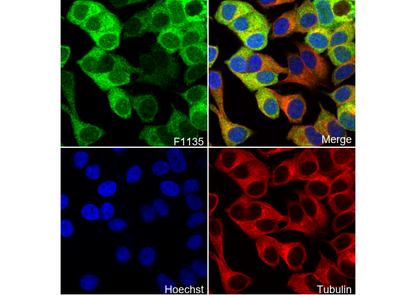 NQO1 Antibody