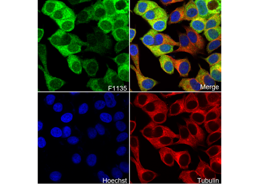 NQO1 Antibody