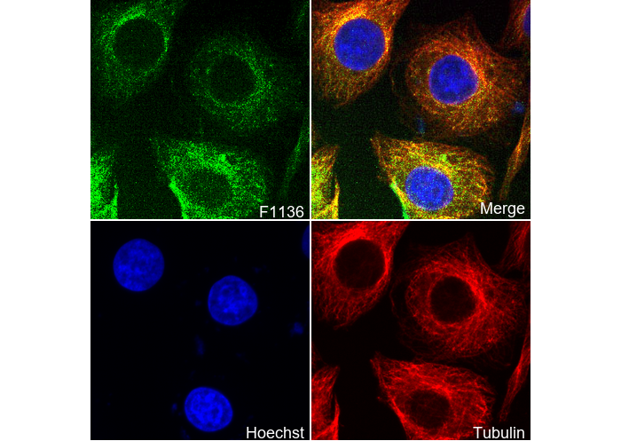 PAR2 Antibody