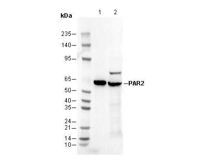 PAR2 Antibody