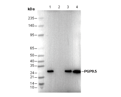 PGP9.5 Antibody