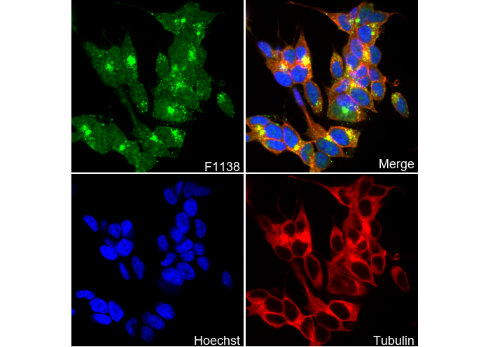 Pan Trk Antibody