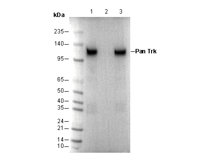 Pan Trk Antibody