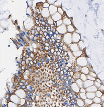 RALA Antibody