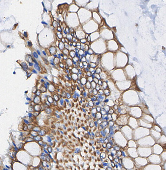 RALA Antibody