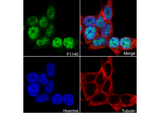 Retinoid X Receptorα/RXRA Antibody